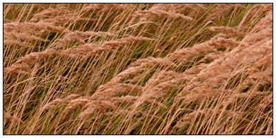 Riet